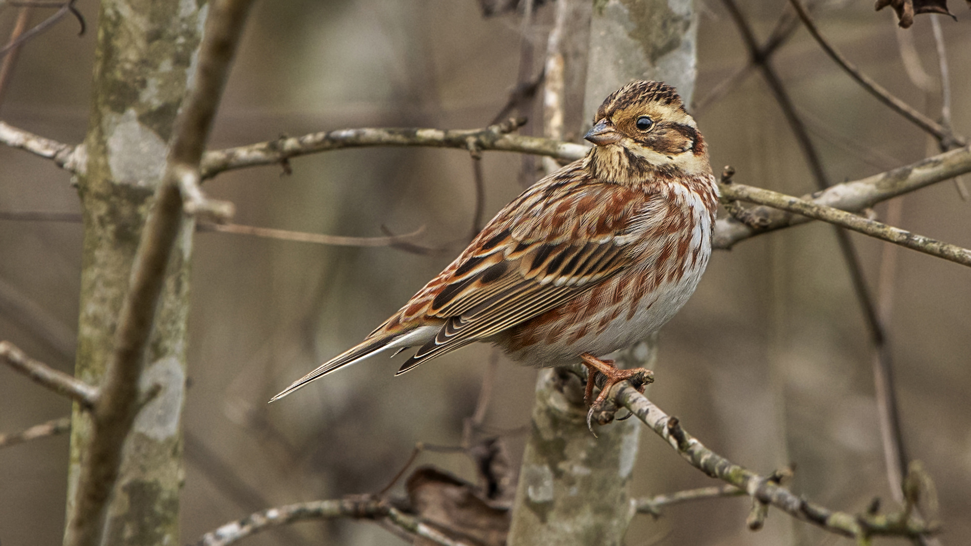 Rustic Bunting